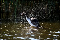 TEXEL HOLLANDE 17-05-30 05340   Photos ACG 2017