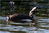 TEXEL HOLLANDE 17-05-30 05357   Photos ACG 2017