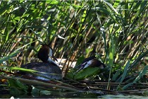 TEXEL HOLLANDE 17-05-30 05381   Photos ACG 2017