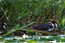 TEXEL HOLLANDE 17-05-30 05400   Photos ACG 2017