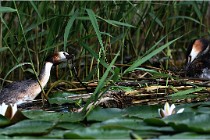 TEXEL HOLLANDE 17-05-31 05432   Photos ACG 2017
