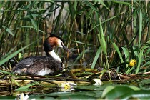 TEXEL HOLLANDE 17-05-31 05450   Photos ACG 2017