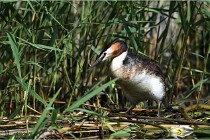 TEXEL HOLLANDE 17-05-31 05463   Photos ACG 2017