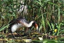 TEXEL HOLLANDE 17-05-31 05475   Photos ACG 2017