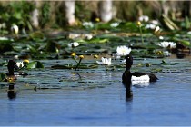 TEXEL HOLLANDE 17-05-31 05503   Photos ACG 2017