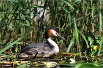 TEXEL HOLLANDE 17-05-31 05509   Photos ACG 2017