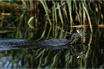 TEXEL HOLLANDE 17-05-31 05514   Photos ACG 2017