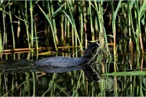 TEXEL HOLLANDE 17-05-31 05530   Photos ACG 2017