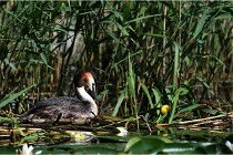 TEXEL HOLLANDE 17-05-31 05551   Photos ACG 2017