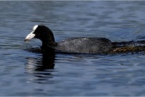 TEXEL HOLLANDE 17-05-31 05580   Photos ACG 2017