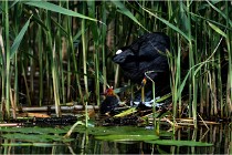TEXEL HOLLANDE 17-05-31 05630   Photos ACG 2017