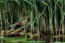 TEXEL HOLLANDE 17-05-31 05642   Photos ACG 2017