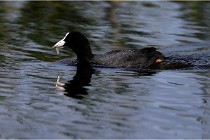 TEXEL HOLLANDE 17-05-31 05708   Photos ACG 2017
