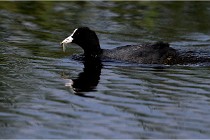 TEXEL HOLLANDE 17-05-31 05710   Photos ACG 2017