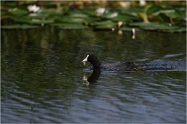 TEXEL HOLLANDE 17-05-31 05714   Photos ACG 2017