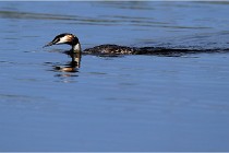 TEXEL HOLLANDE 17-05-31 05755   Photos ACG 2017