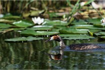 TEXEL HOLLANDE 17-05-31 05762   Photos ACG 2017