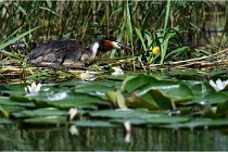 TEXEL HOLLANDE 17-05-31 05780   Photos ACG 2017