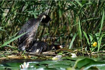 TEXEL HOLLANDE 17-05-31 05791   Photos ACG 2017