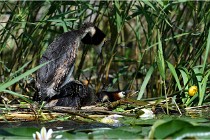 TEXEL HOLLANDE 17-05-31 05793   Photos ACG 2017