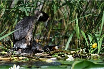 TEXEL HOLLANDE 17-05-31 05794   Photos ACG 2017