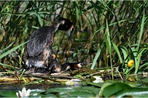 TEXEL HOLLANDE 17-05-31 05796   Photos ACG 2017