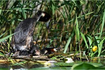 TEXEL HOLLANDE 17-05-31 05798   Photos ACG 2017