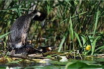 TEXEL HOLLANDE 17-05-31 05799   Photos ACG 2017