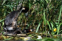 TEXEL HOLLANDE 17-05-31 05800   Photos ACG 2017