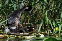 TEXEL HOLLANDE 17-05-31 05803   Photos ACG 2017