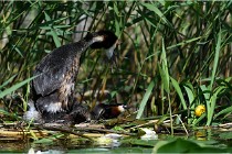 TEXEL HOLLANDE 17-05-31 05805   Photos ACG 2017
