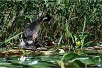 TEXEL HOLLANDE 17-05-31 05807   Photos ACG 2017