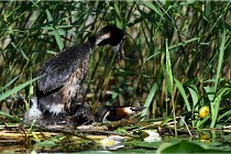 TEXEL HOLLANDE 17-05-31 05809   Photos ACG 2017