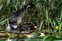 TEXEL HOLLANDE 17-05-31 05816   Photos ACG 2017