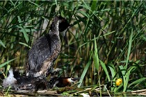 TEXEL HOLLANDE 17-05-31 05819   Photos ACG 2017