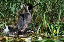 TEXEL HOLLANDE 17-05-31 05820   Photos ACG 2017