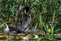 TEXEL HOLLANDE 17-05-31 05821   Photos ACG 2017