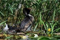 TEXEL HOLLANDE 17-05-31 05822   Photos ACG 2017