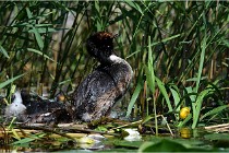 TEXEL HOLLANDE 17-05-31 05823   Photos ACG 2017