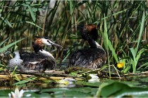 TEXEL HOLLANDE 17-05-31 05824   Photos ACG 2017