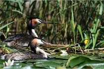 TEXEL HOLLANDE 17-05-31 05867   Photos ACG 2017