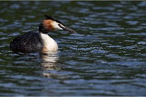 TEXEL HOLLANDE 17-05-31 05911   Photos ACG 2017