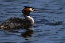 TEXEL HOLLANDE 17-05-31 05925   Photos ACG 2017