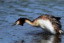 TEXEL HOLLANDE 17-05-31 05937   Photos ACG 2017