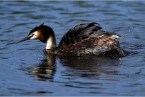 TEXEL HOLLANDE 17-05-31 05939   Photos ACG 2017