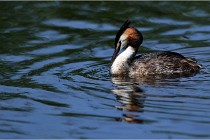 TEXEL HOLLANDE 17-05-31 05950   Photos ACG 2017
