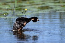 TEXEL HOLLANDE 17-05-31 05975   Photos ACG 2017