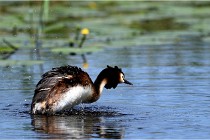 TEXEL HOLLANDE 17-05-31 05976   Photos ACG 2017