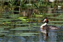 TEXEL HOLLANDE 17-05-31 06031   Photos ACG 2017