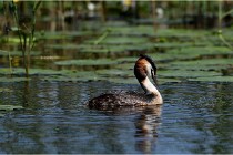 TEXEL HOLLANDE 17-05-31 06036   Photos ACG 2017
